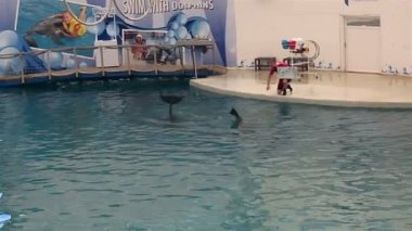 Yunuslarla mizahi müzikal performans. Dolphinarium 
