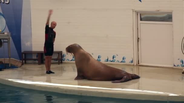 Beroemde walrus silva doen oefeningen. — Stockvideo