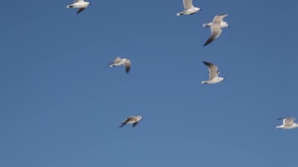 Gaivotas do mar (Larus marinus) voam para o céu . — Vídeo de Stock