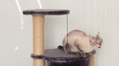Tay kedi, sinirli bir güneş nasıl.