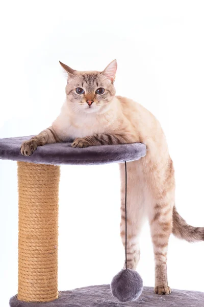 Тайский кот стоит на задних лапах . — стоковое фото