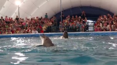 Yunuslar dans dans ediyorduk. dolphinarium temsilciliği.