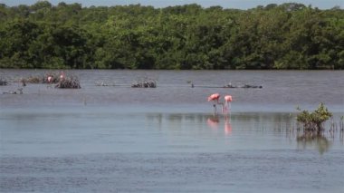 Göl (kırmızı) pembe flamingolar sürü.