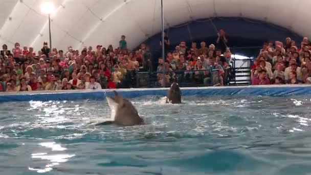 Delfíni byli tančí tanec. zastoupení v delfináriu. — Stock video