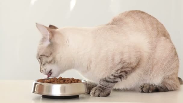 Thai cat eats dry food. — Stock Video