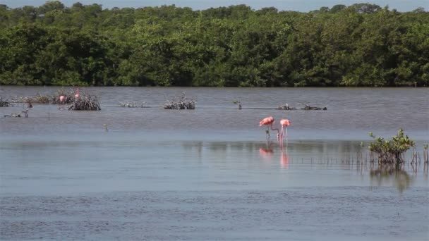 Pack van roze (rood) Flamingo's aan het meer. — Stockvideo