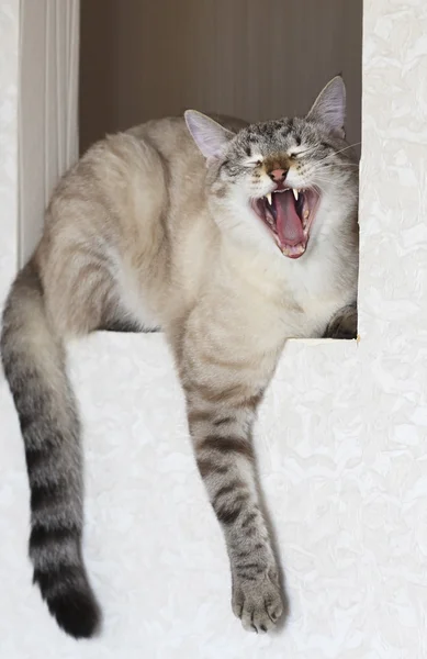 张开嘴的泰国猫 — 图库照片