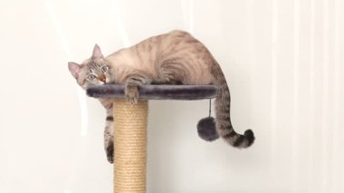 karmaşık oyun komik Tay kedi yalanlar ve tabi bak bir hareket için saatler.
