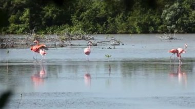 güç mücadelesi. büyük erkek pembe (kırmızı) flamingo iddiaları ile liderlik.