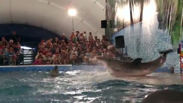 Delphin dreht sich auf meinem Bauch (Tänzer). Vertretung im Delfinarium. — Stockvideo