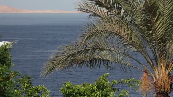 Palm tree in the wind on the background of the floating ship (not in focus) on the red sea. — Stock Video