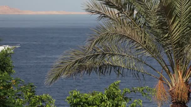 Palmera en el viento en el fondo del barco flotante (no en foco) en el mar rojo . — Vídeo de stock