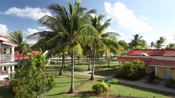 Leaves of the coconut trees waving in the wind on the territory of the hotel — Stock Video