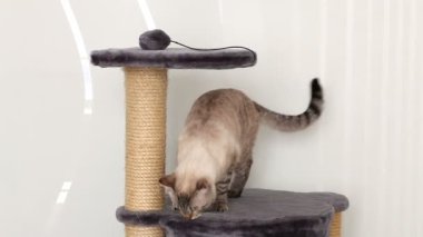 komik Tay kedi oyun kompleksi içinde eğlenmek.