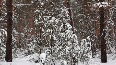 kış orman Panoraması.
