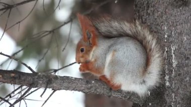 Sincap bir çam üzerinde oturur ve fındık yiyor.