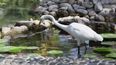 ortalama beyaz balıkçıl (mesophoyx intermedia) suni gölet.