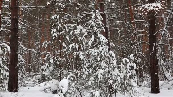 Panorama des Winterwaldes. — Stockvideo