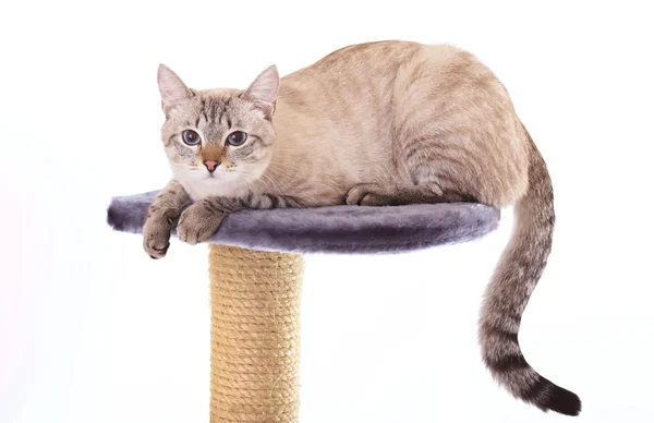 Bellissimo gatto tailandese si trova su gratta e vinci . — Foto Stock