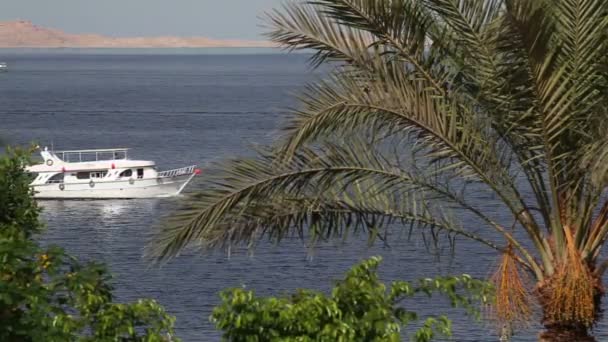 Zeiljachten in de rode zee en een palmboom (niet in beeld) — Stockvideo