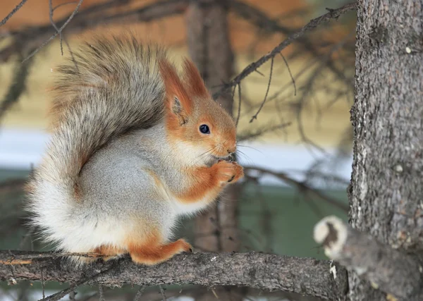 美丽的松鼠坐在一棵松树上，吃了个坚果. — 图库照片