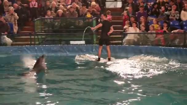Trainer rides a beluga. Bottlenose dolphin jumping into a moving hoop. — Stock Video