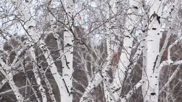 Snowfall amid trunks of birch trees.