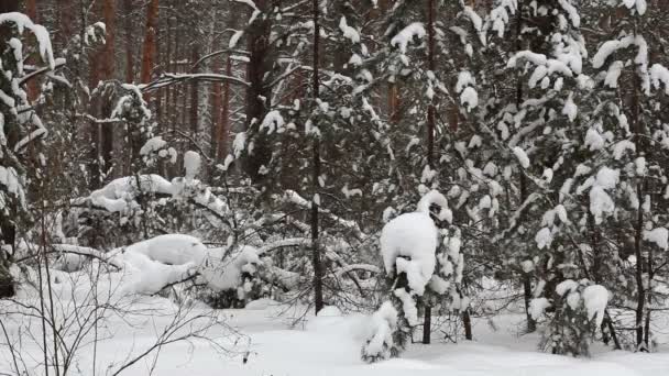 Sneeuwval in de achtergrond van een winter forest. — Stockvideo