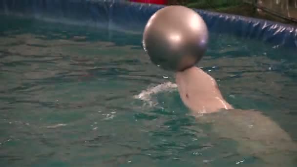 Ballena Beluga lleva en su cabeza la pelota . — Vídeo de stock