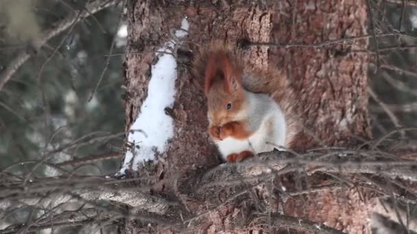 Esquilo senta-se em um pinheiro e come uma noz . — Vídeo de Stock