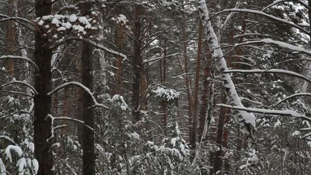 Снегопад на фоне зимнего леса . — стоковое видео