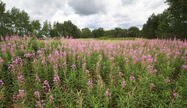 Cumulus bulutları yeşil çayır üzerinde.