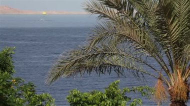 palmiye ağacı Kızıldeniz fon rüzgarda.