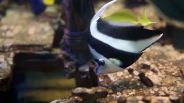 güzel balık Deniz Akvaryumu