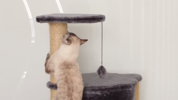 Thai cat jumps on the scratching post (a few times). — Stock Video