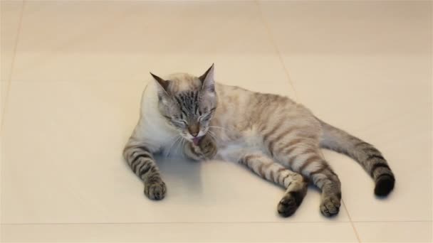 Thai cat licks itself (washes). — Stock Video