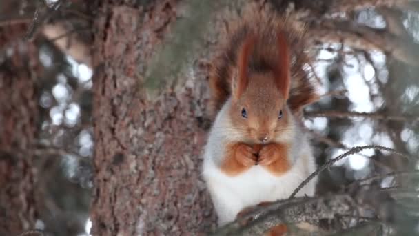 Écureuil assis sur un pin et mange une noix . — Video