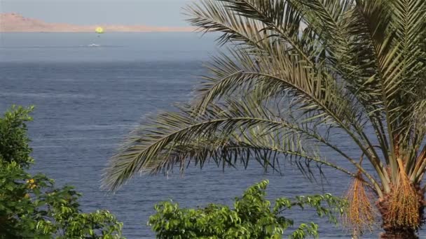 Palm tree in the wind on the backdrop of the red sea. — Stock Video