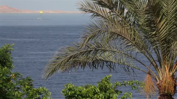 Palm tree in the wind on the backdrop of the red sea. — Stock Video