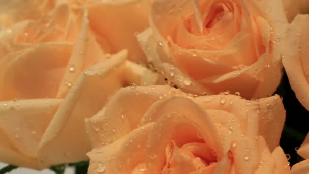 Beautiful roses with water drops. — Stock video