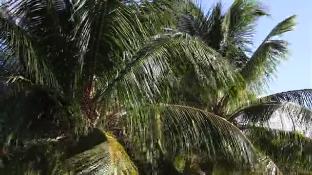 Árbol de coco en el viento. El gran plan . — Vídeo de stock