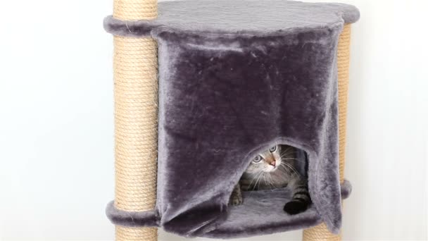 그의 집 밖으로 엿보는 재미 있는 타이어 고양이. — 비디오
