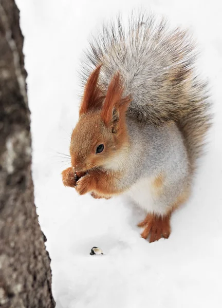美丽松鼠坐在雪地里和吃坚果. — 图库照片