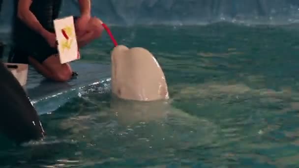 Beluga Walvis vestigt die een figuur schildert. — Stockvideo