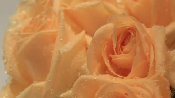 Hermosas rosas bajo fuertes lluvias . — Vídeo de stock