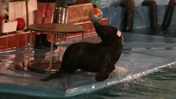 Fur Seal hace trucos con la pelota en su nariz . — Vídeo de stock