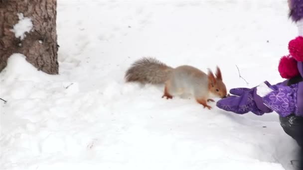 Mädchen füttert Eichhörnchen mit seinen Händen. — Stockvideo