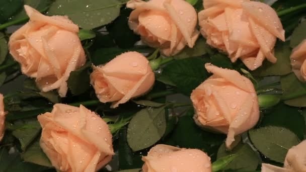 De belles roses avec des gouttes d'eau . — Video