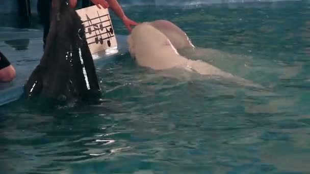 Bottlenose dolphins and two beluga whales sing. — Stock Video