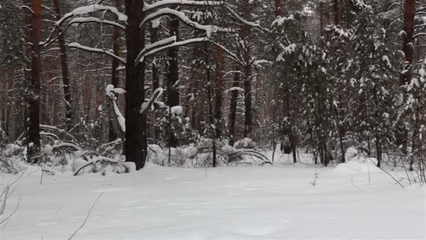 Panorama of the winter forest. — Stock Video